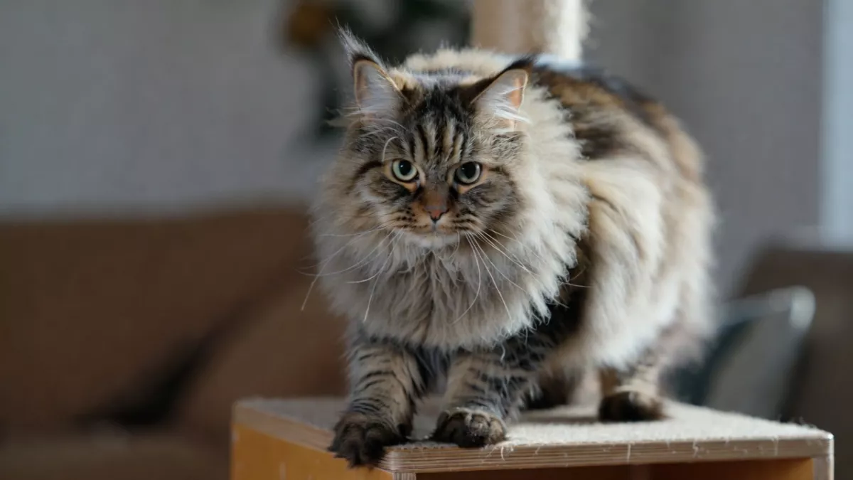 A large tabby Maine Coon cat standing alertly on a scratching post, showing an active posture.