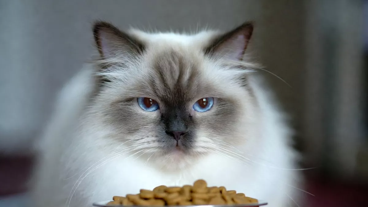 The Best Dry Food for Ragdoll Cats: Fueling Your Gentle Giant in 2026