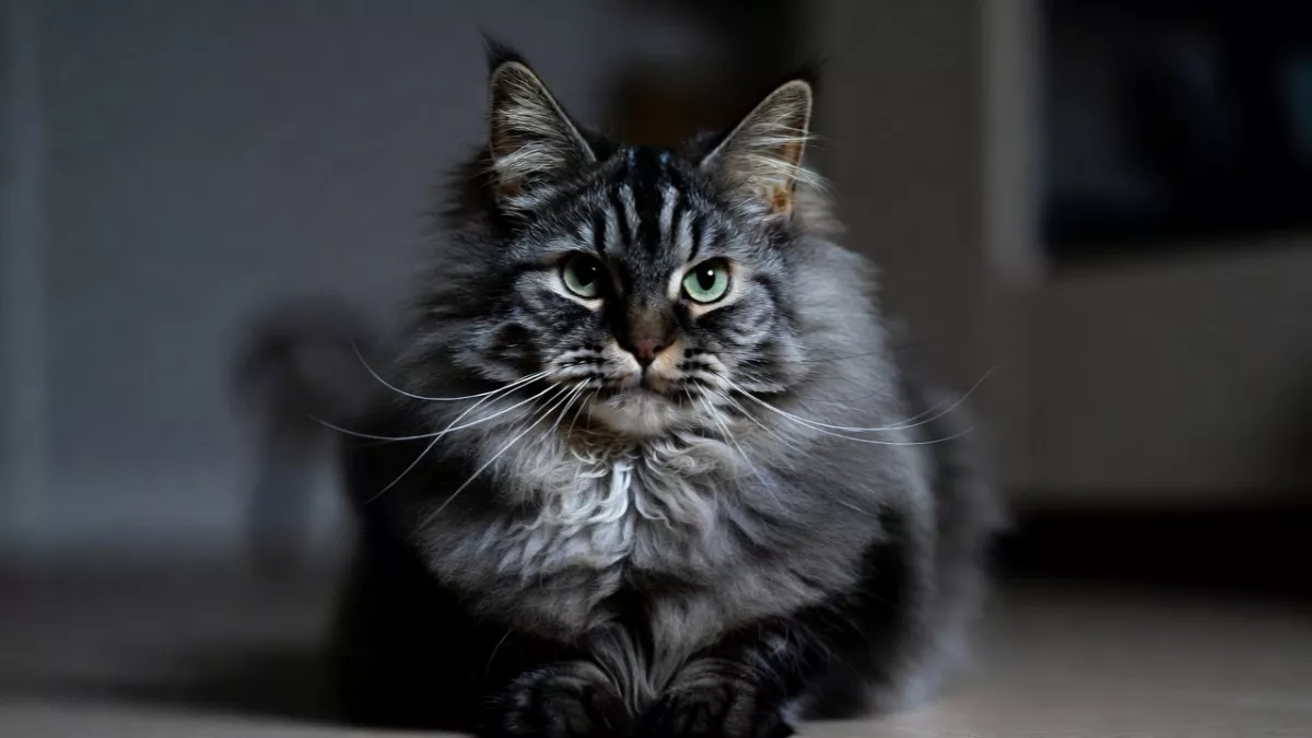Black Smoke Maine Coon showing silver undercoat.