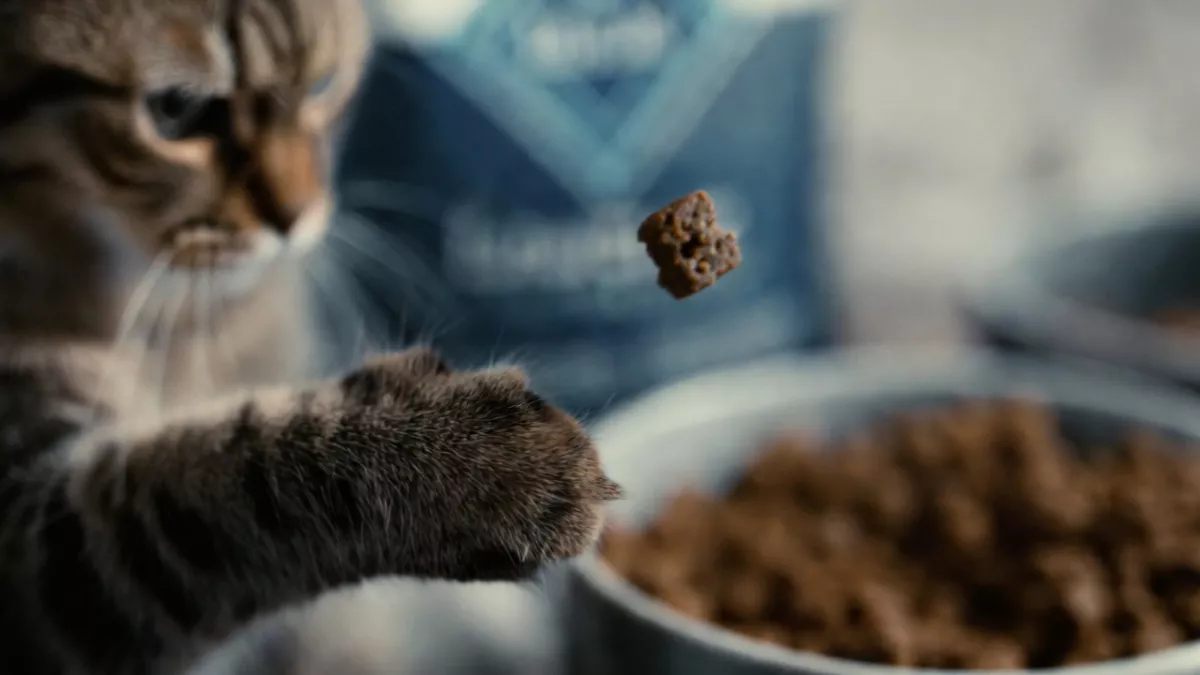 Blue Buffalo Wilderness kibble with LifeSource bits.