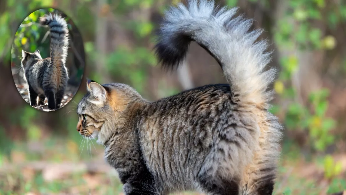 A rear view of a large tabby cat with a very thick, bushy, "raccoon-like" tail held high, characteristic of Maine Coon heritage.