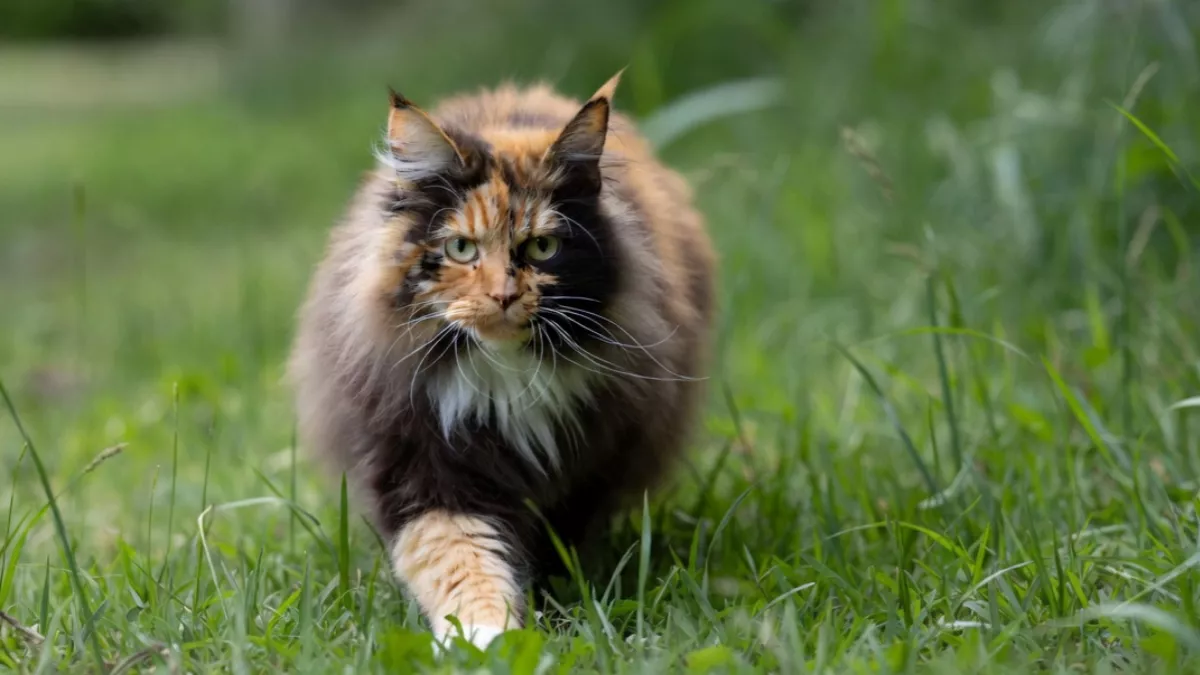 Calico Maine Coon cat walking outside.