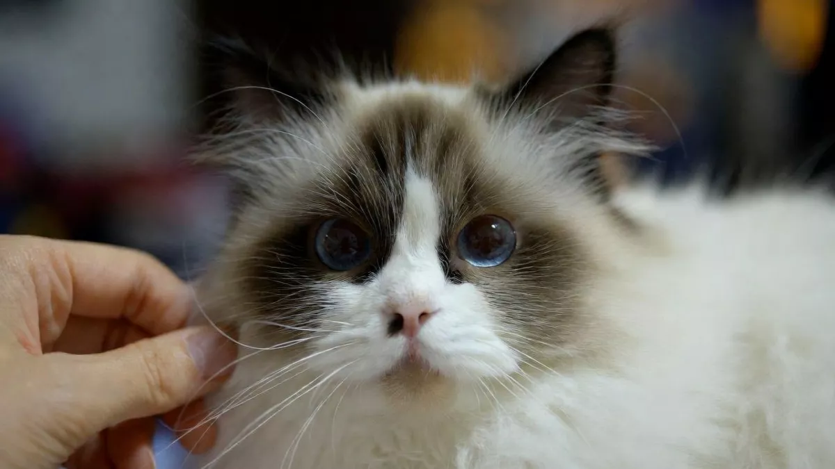 Owner grooming a Ragdoll cat to maintain its health.