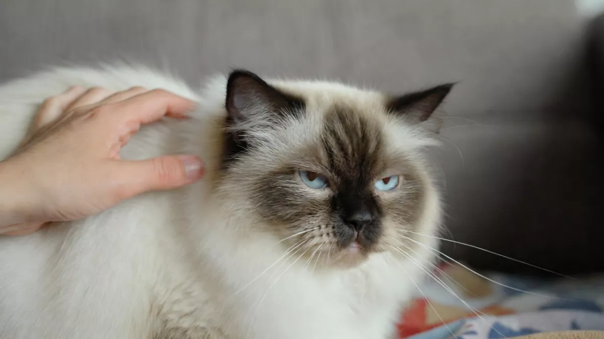 A Ragdoll cat showing signs of overstimulation with flattened ears and a twitching tail while being petted.