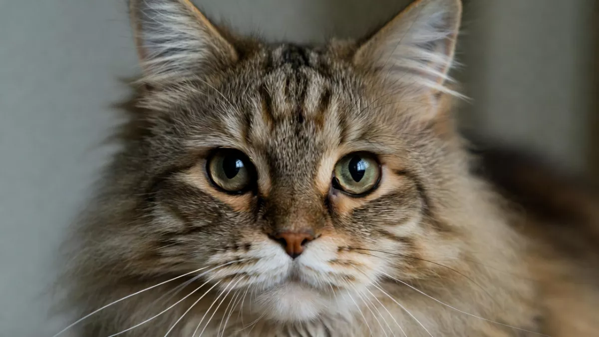 Brown Tabby Maine Coon with M marking.