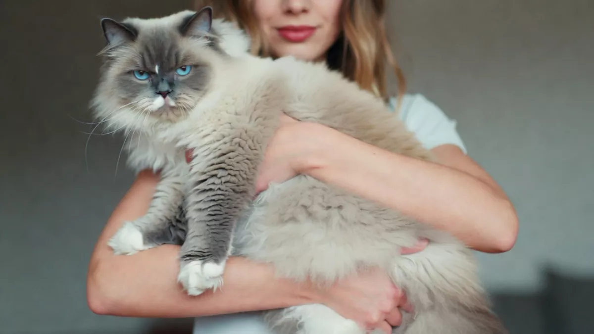 A demonstration of the correct way to hold a large Ragdoll cat, showing full support under the chest and hind legs.