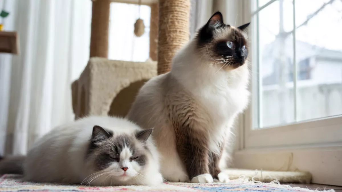 Two Ragdoll cats showing different behaviors; one lying limp on the floor, the other sitting alert on a cat tree.