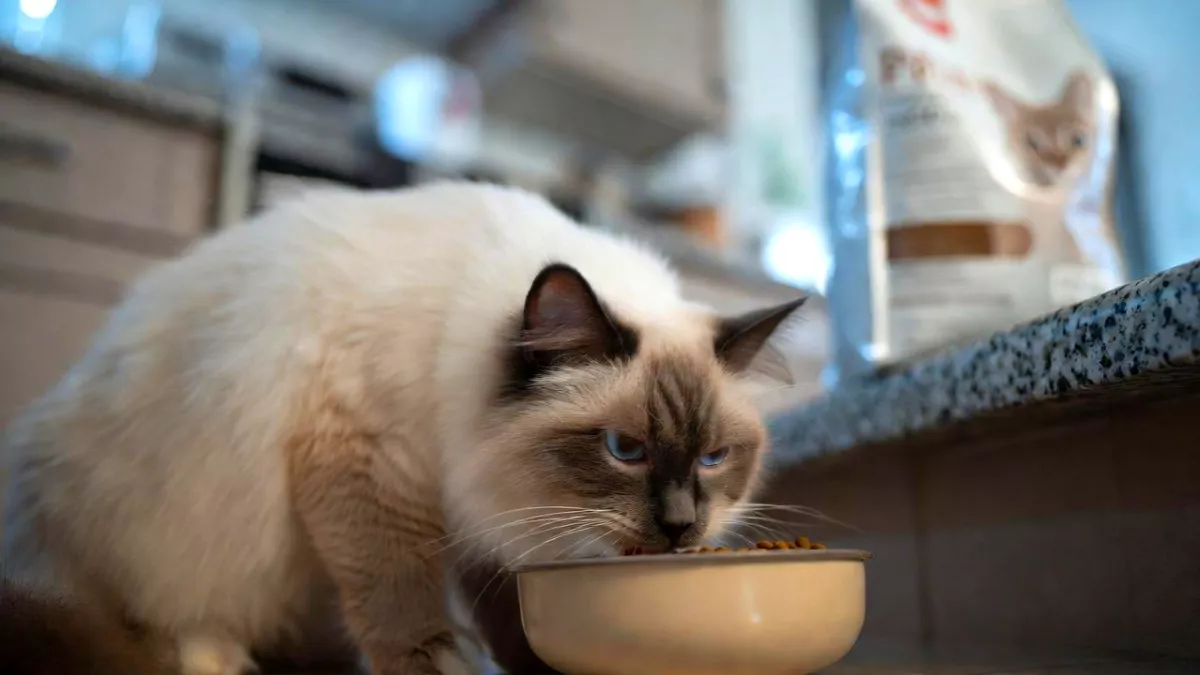Ragdoll cat eating premium food, a factor in the annual Ragdoll Cat Price 2026.