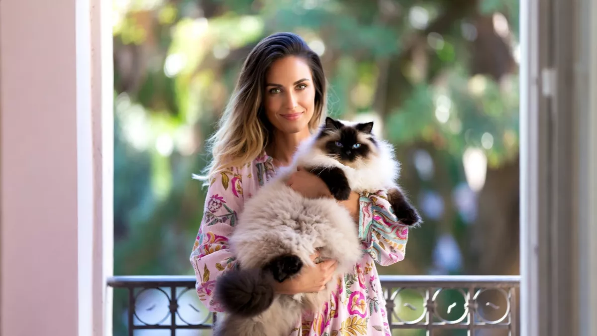 A woman holding a large adult Ragdoll cat showing its full length and size.