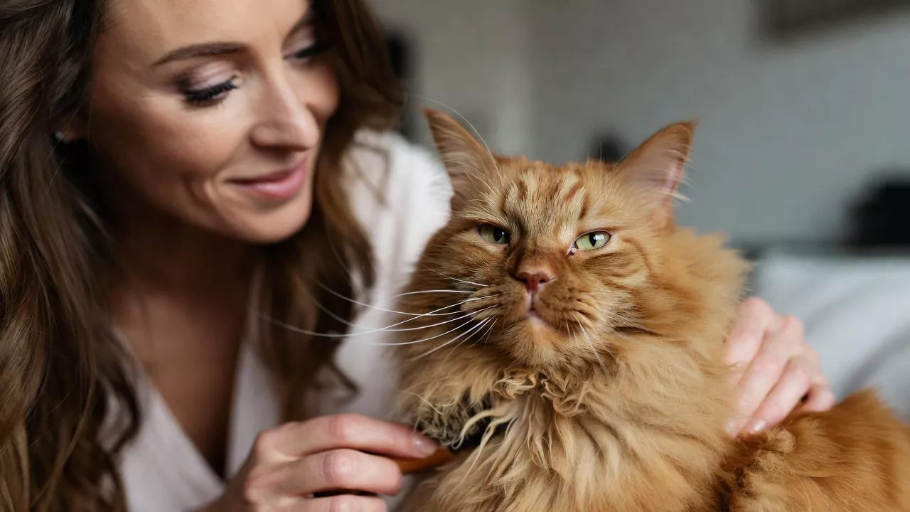 Owner grooming the thick coat of a Maine Coon cat.