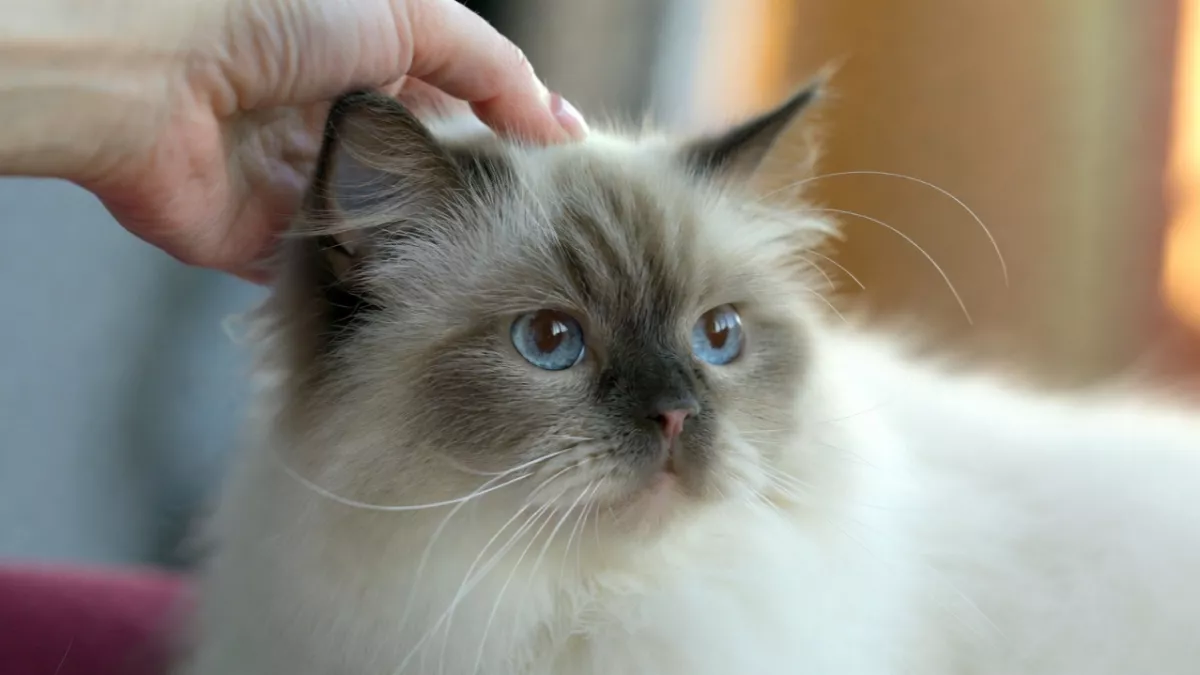 A healthy Ragdoll cat with a shiny coat after a balanced diet.