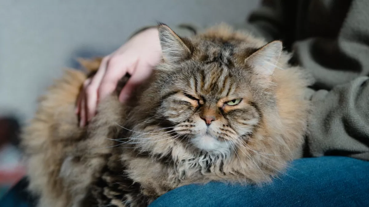 A huge Maine Coon cat sleeping peacefully across its owner's lap, demonstrating its gentle nature.