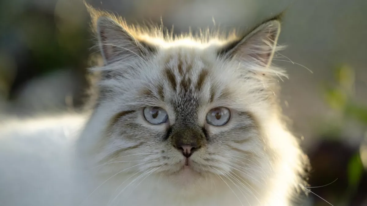 Lynx Ragdoll cat with M marking on forehead.