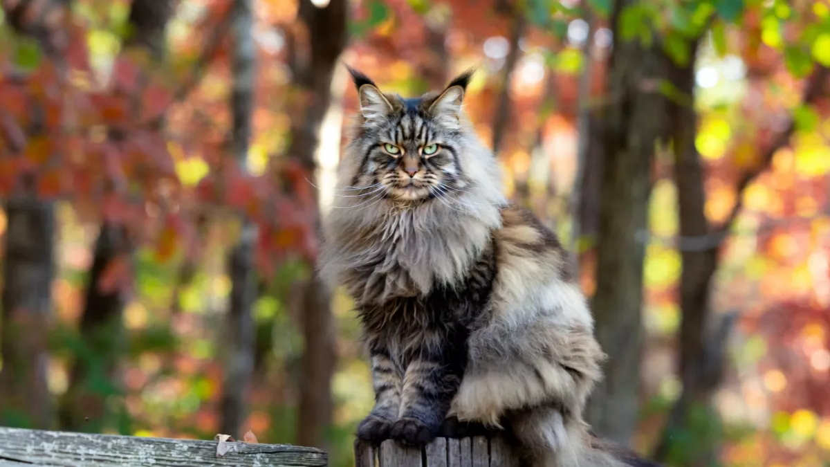 A large Maine Coon cat sitting outdoors representing the Maine Coon breed profile.