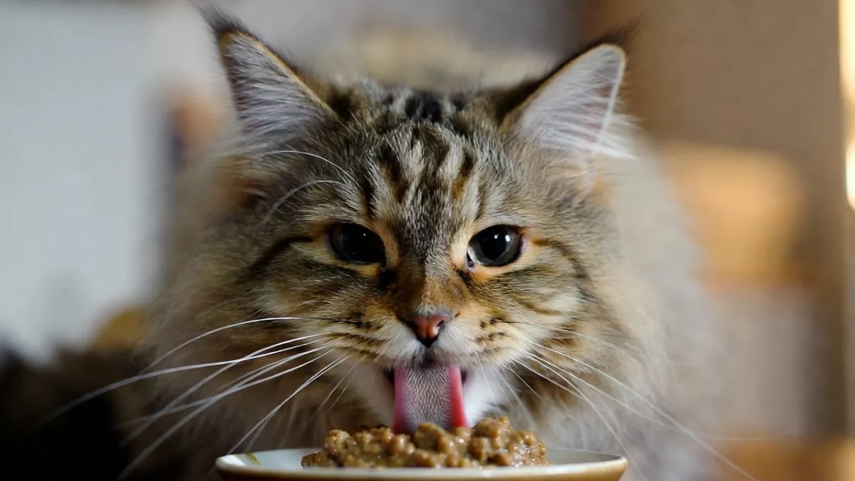 A Maine Coon cat eating high-moisture wet food to prevent dehydration.