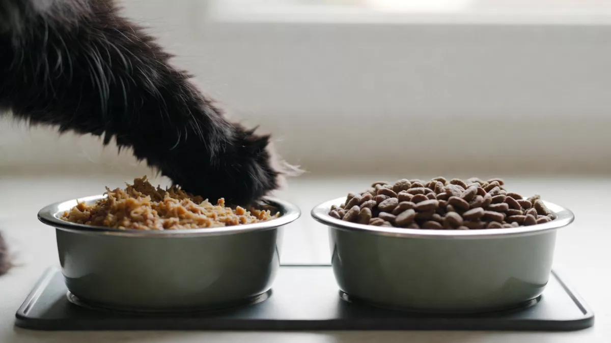 Wet and dry food bowls for Maine Coon