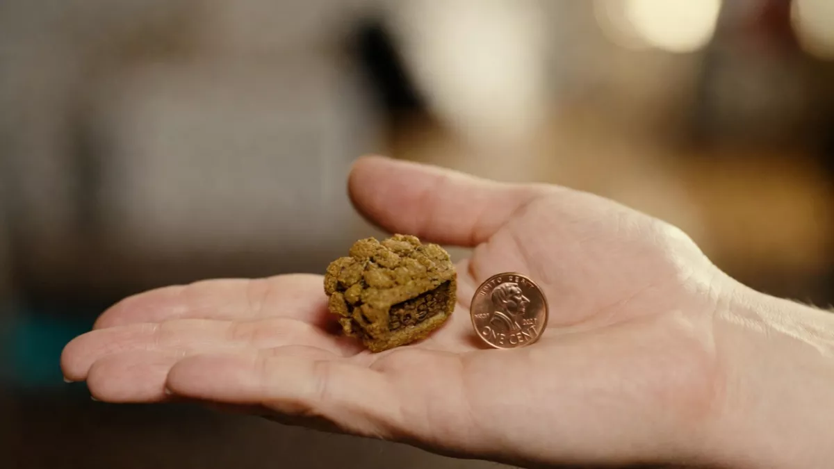 Size comparison of Maine Coon specific kibble versus a coin.