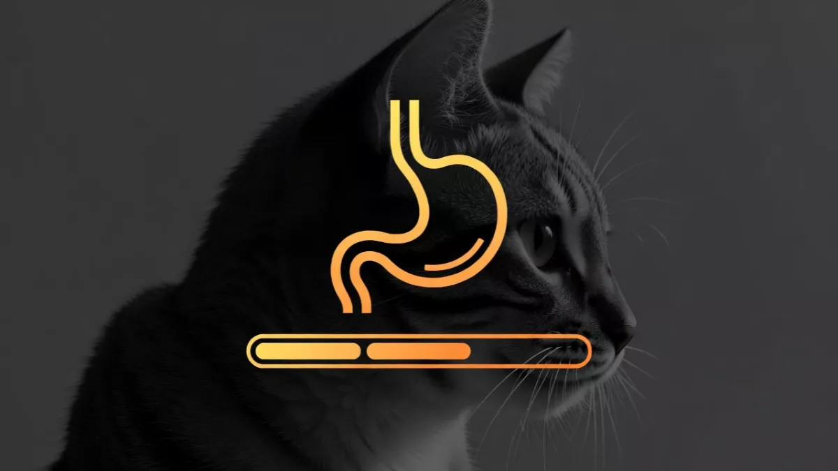 Illustration showing Maine Coon kitten growth rate and digestive sensitivity.