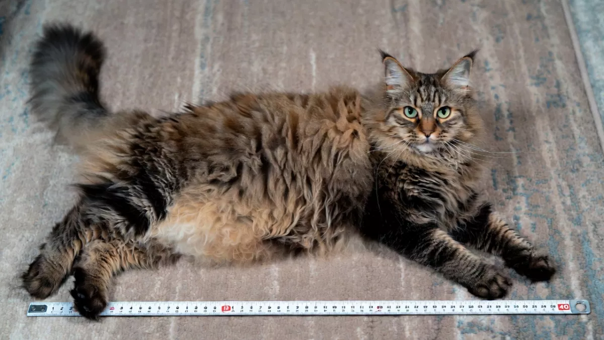 Maine Coon size comparison length against baseball bat