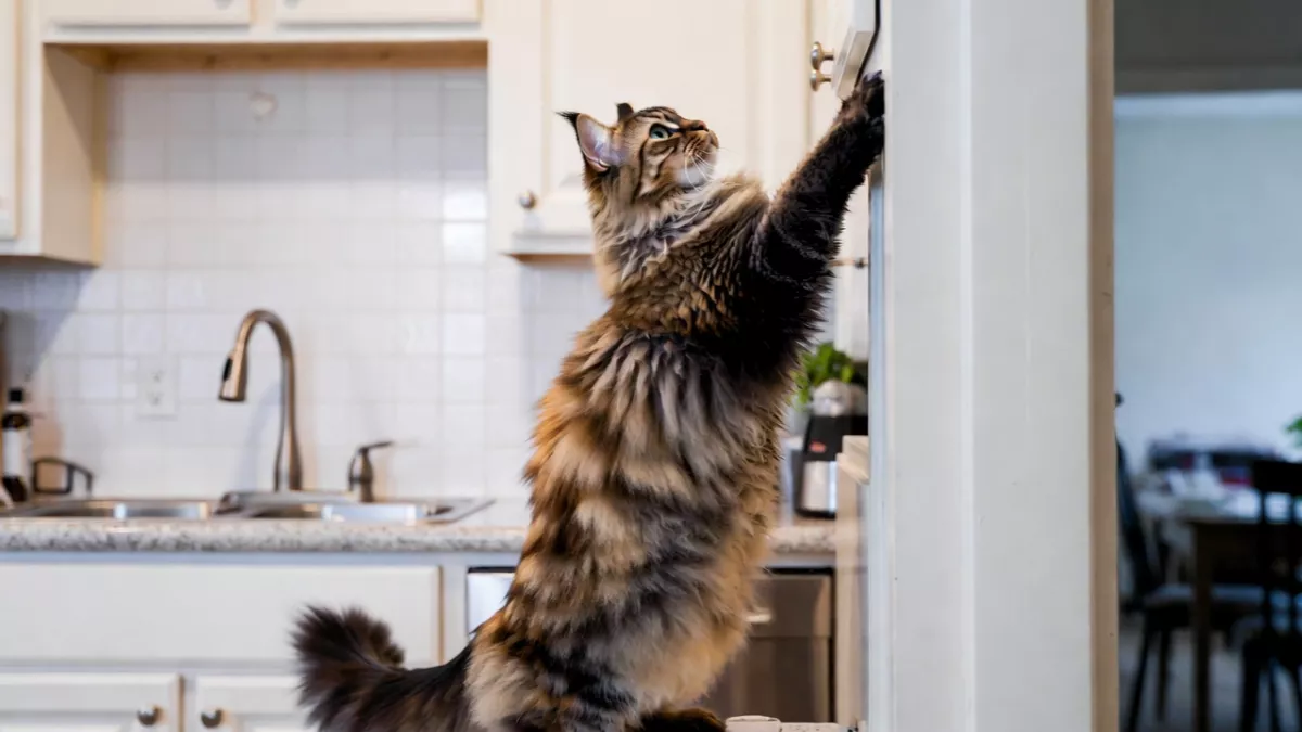 Huge Maine Coon cat stretching up a kitchen counter.