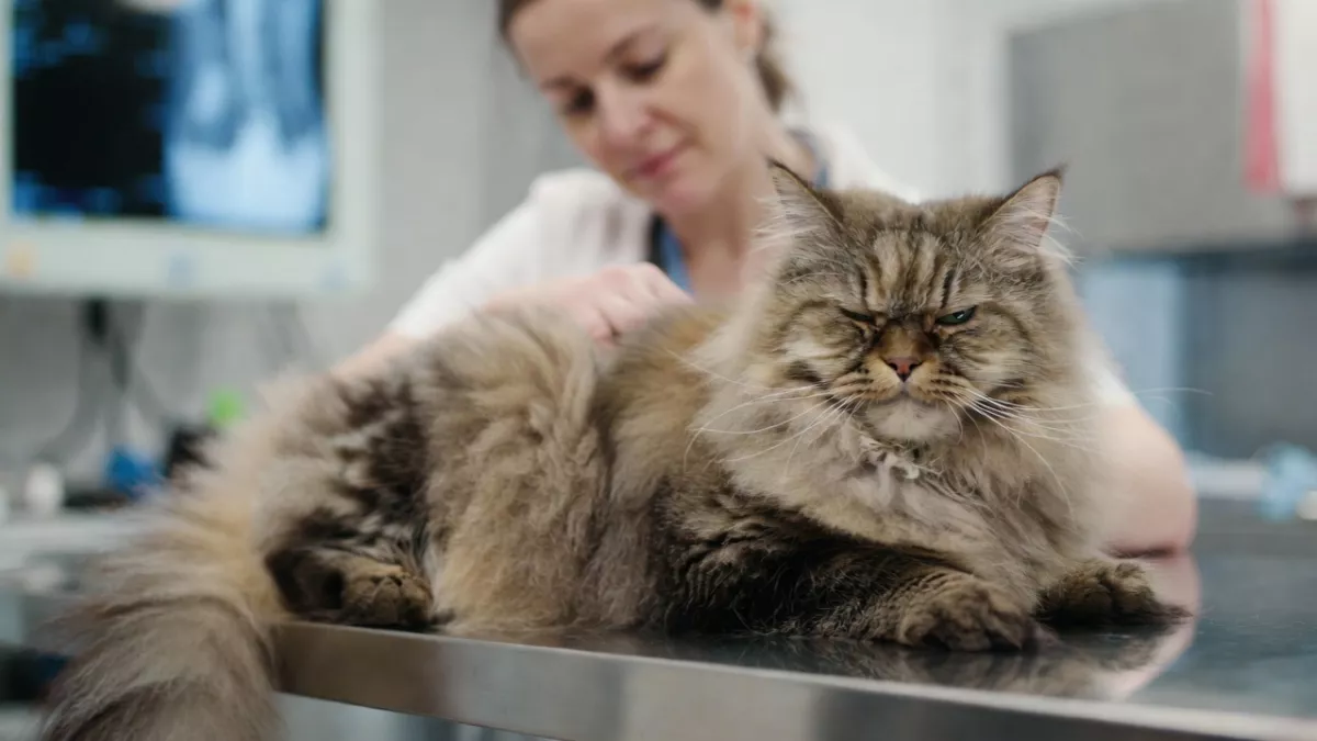Veterinarian discussing health costs with a Maine Coon owner.