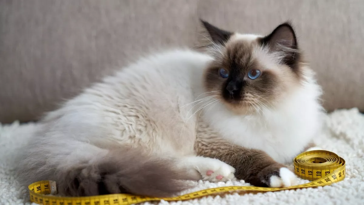 A Ragdoll cat lying next to a measuring tape.