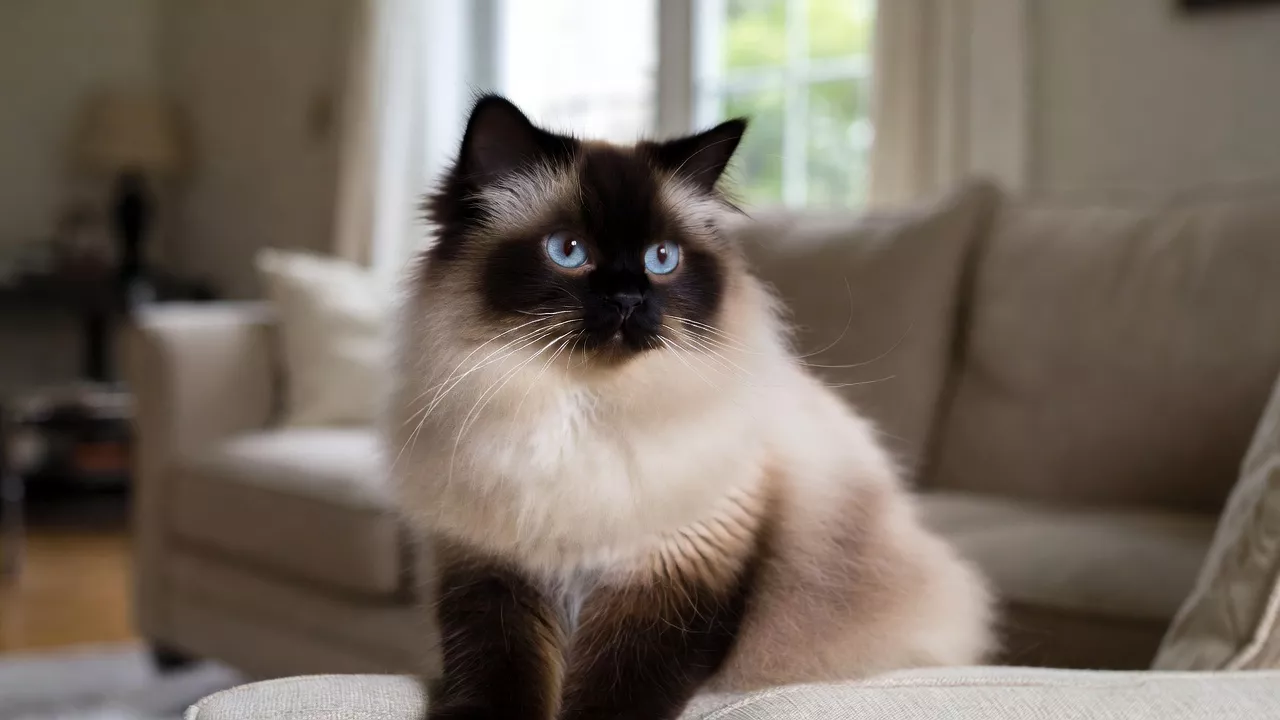 A fluffy Seal Point Ragdoll cat sitting on a sofa representing the Ragdoll cat breed profile.