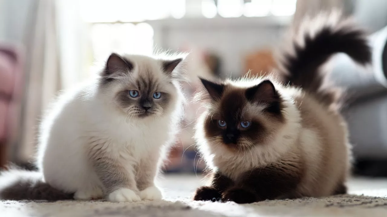 A Blue Bicolor and Seal Point Ragdoll cat showing different patterns.