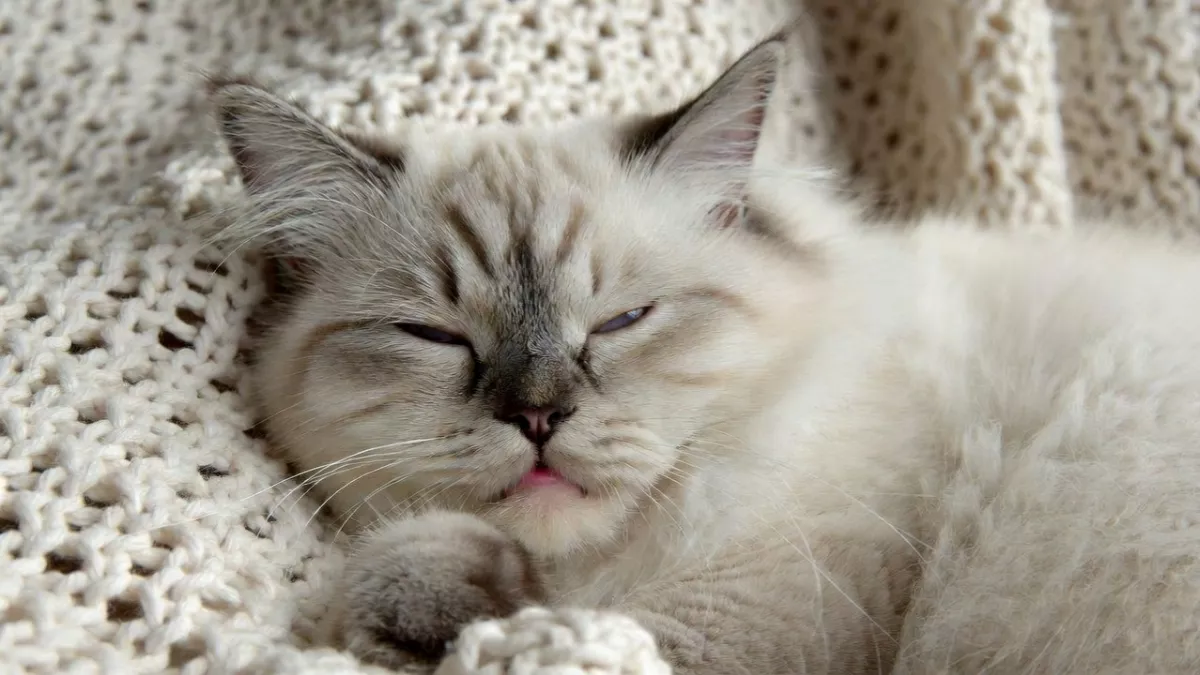 Sleeping Ragdoll cat showing total muscular relaxation on a soft blanket.