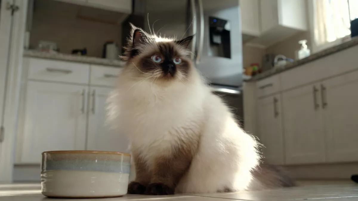 A fluffy seal point Ragdoll cat waiting for dry food in a bright kitchen.