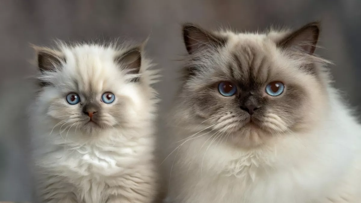 Comparison showing how big a Ragdoll kitten grows in 4 years.