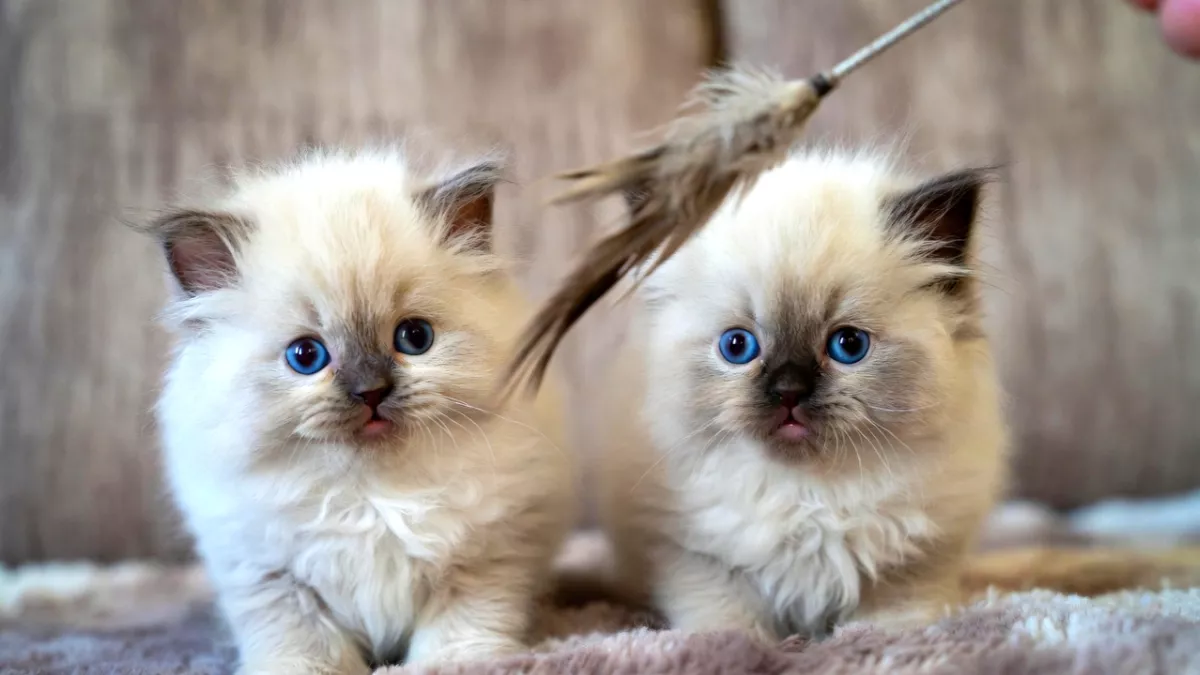 Two expensive Ragdoll kittens playing, illustrating the value behind the Ragdoll Cat Price 2026.