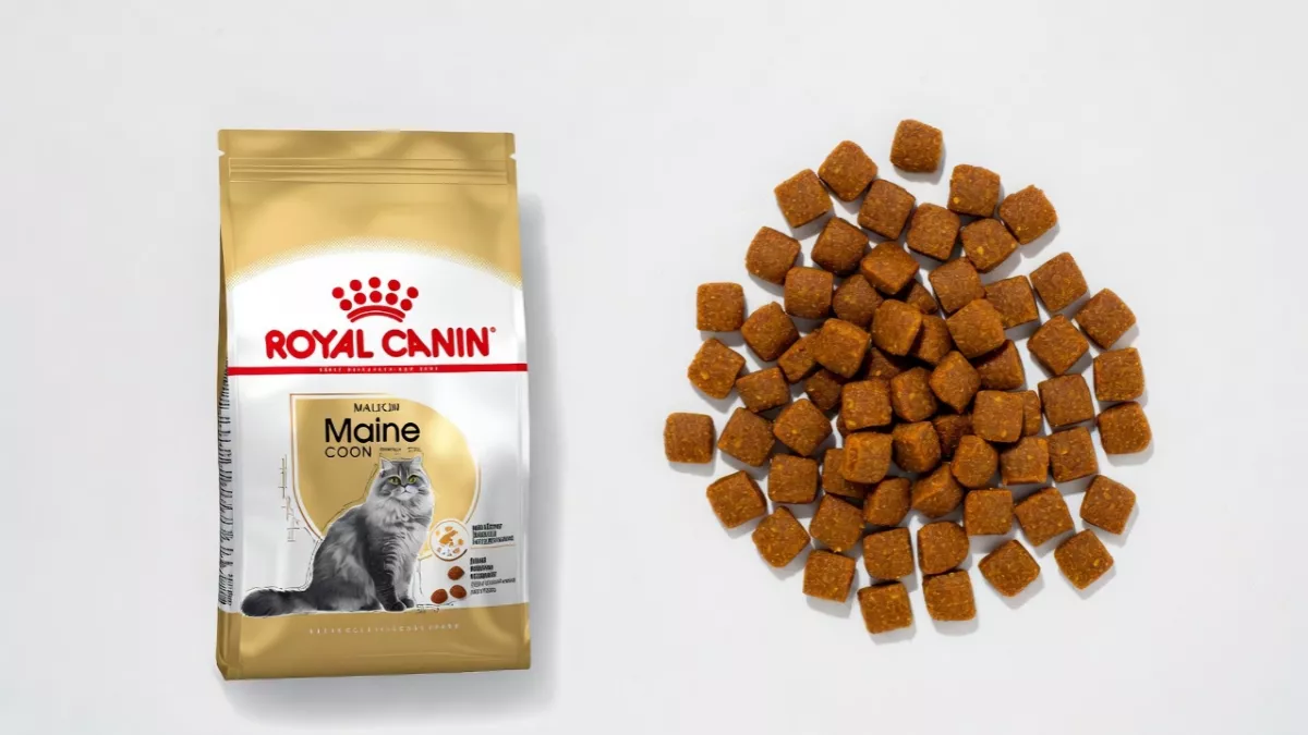 Royal Canin Maine Coon specific dry food bag and kibble.