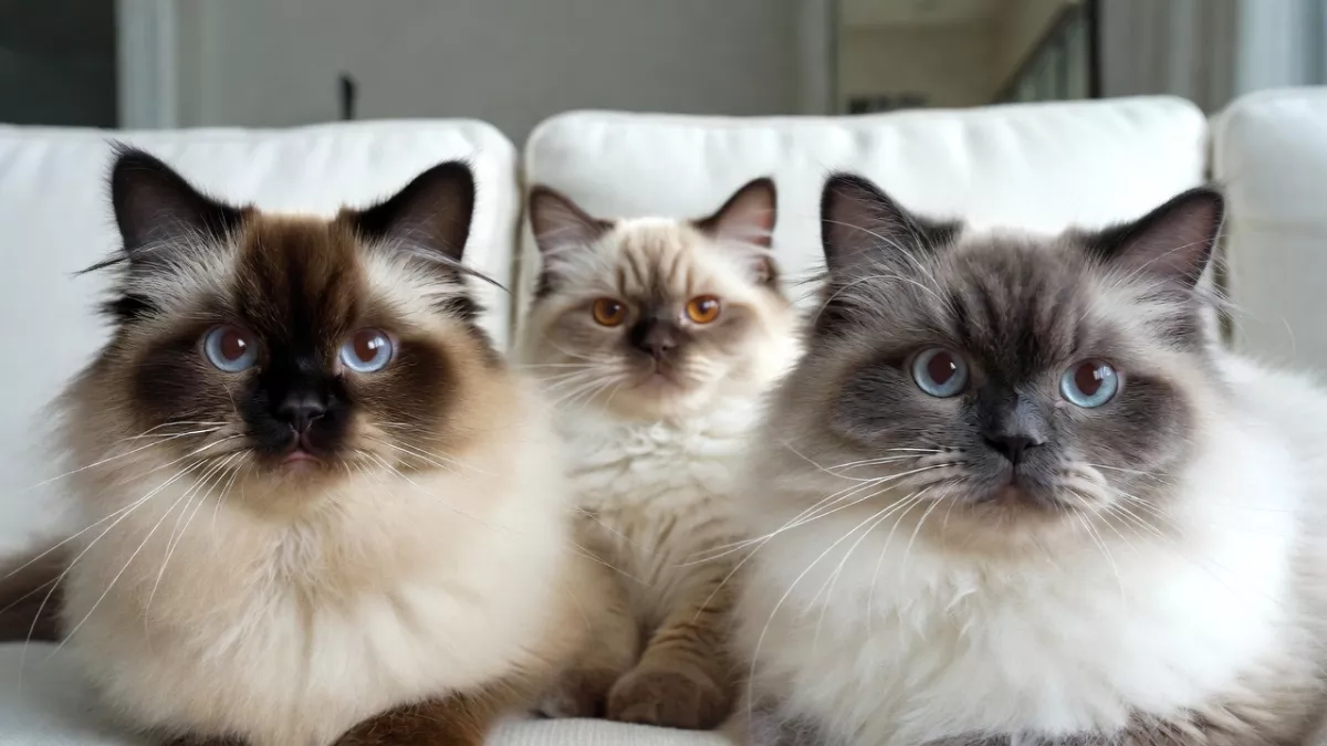 Comparison of Seal Point vs Blue Point Ragdoll faces.