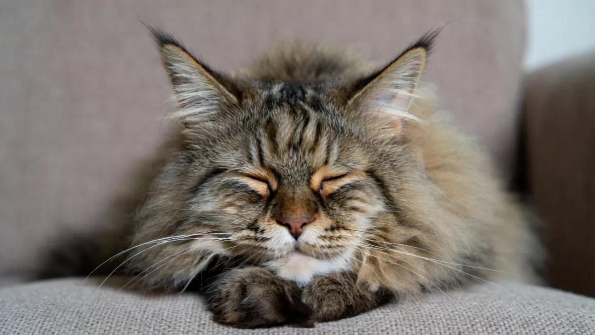 Senior Maine Coon cat resting.