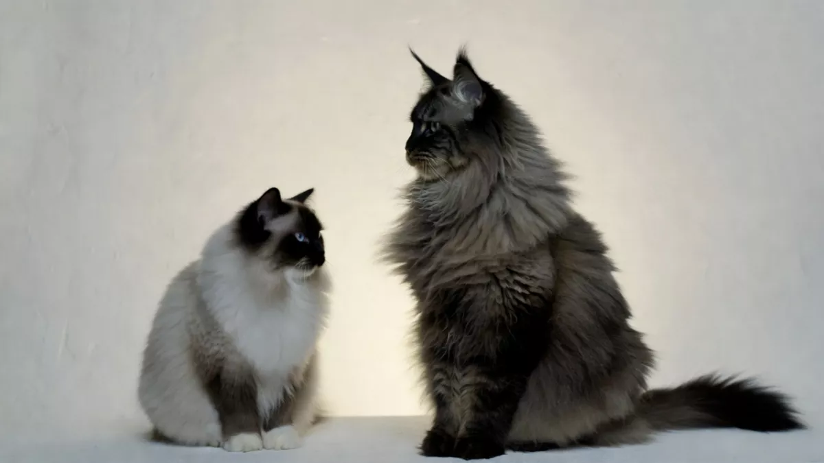 Size chart comparison of Maine Coon, Ragdoll