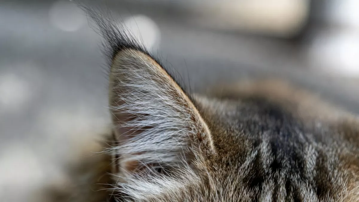 tabby cat's ear showing prominent pointed lynx tips and bushy ear furnishings, signaling a potential Maine Coon mix.