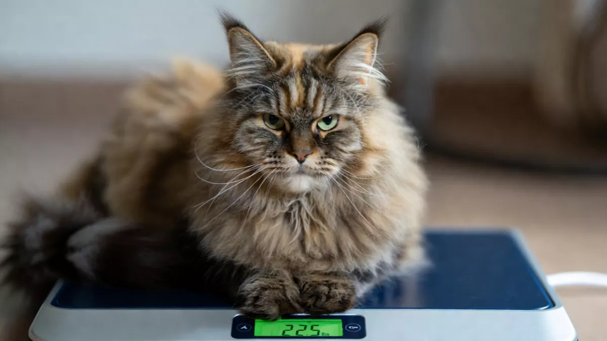 Weighing a large male Maine Coon cat