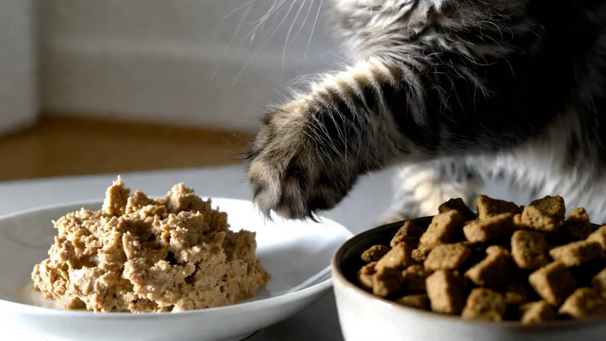 Comparison of dry kibble and wet cat food for digestion.