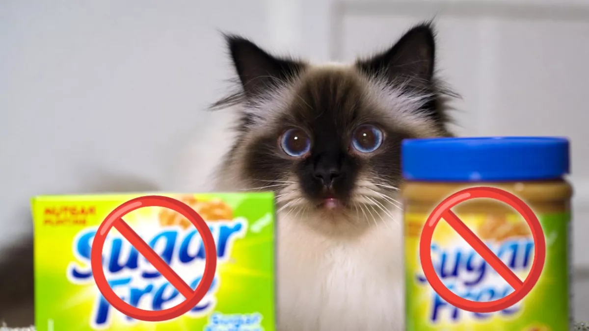 Sugar-free gum and peanut butter containing xylitol, a deadly human food poison for cats.