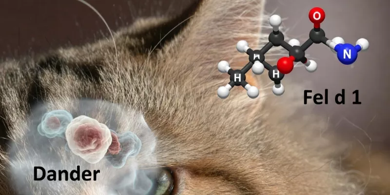 Macro view of Maine Coon fur with a diagram of Fel d 1 protein and microscopic dander.