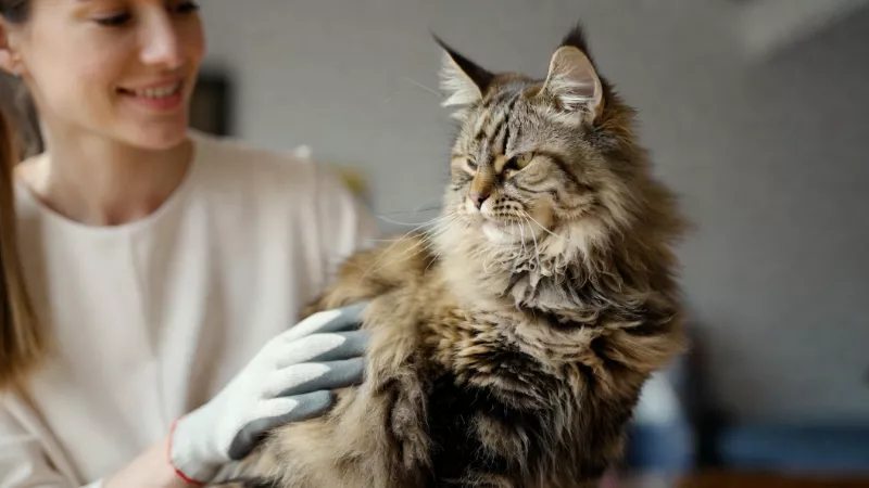 A person happily petting a Maine Coon cat after following allergy management steps.