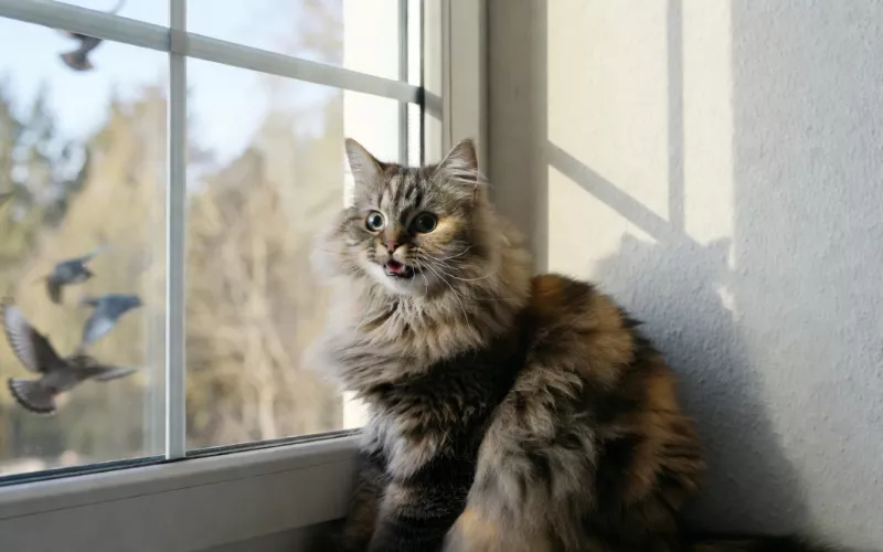 Maine Coon cat sitting by window chirping at birds outside.
