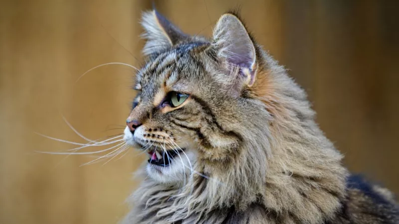 Close up of a Maine Coon cat making a chirping sound with mouth slightly open.