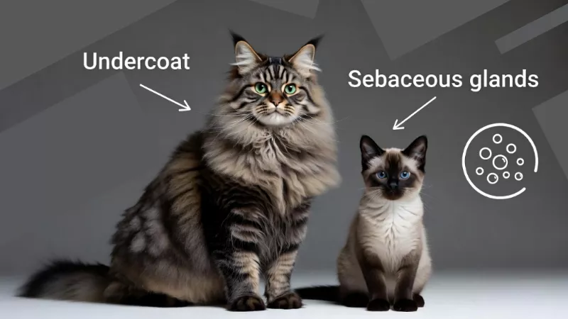 Size comparison between a Maine Coon and a Siamese cat showing surface area for allergens.