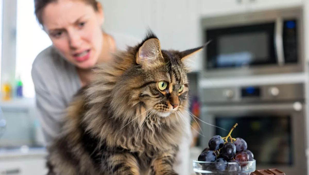 Maine Coon cat on kitchen counter near grapes and chocolate — common toxic foods for cats