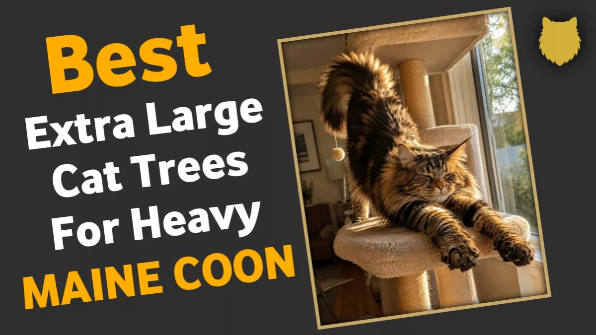 Cat trees for Maine Coons